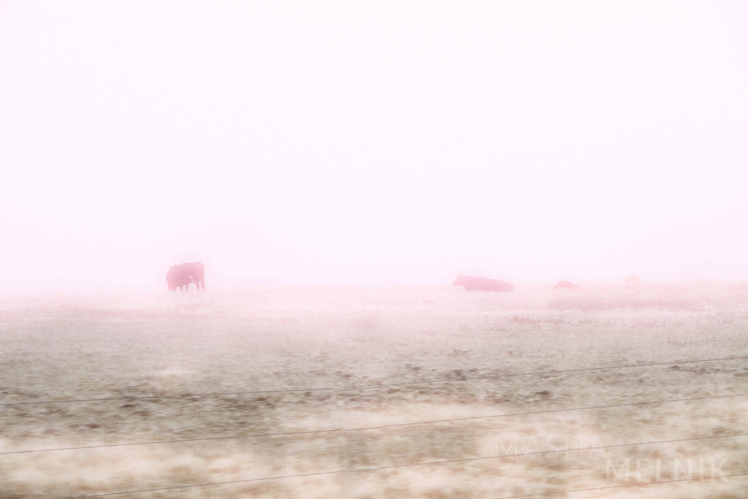 FOG3_MASHAMELNIK_2013