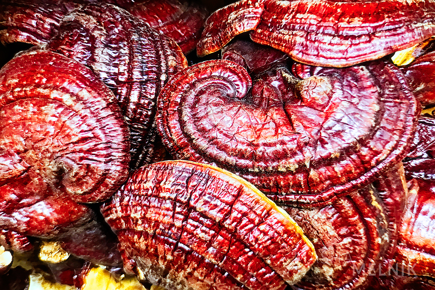 MELNIK_CHINATOWN_201721