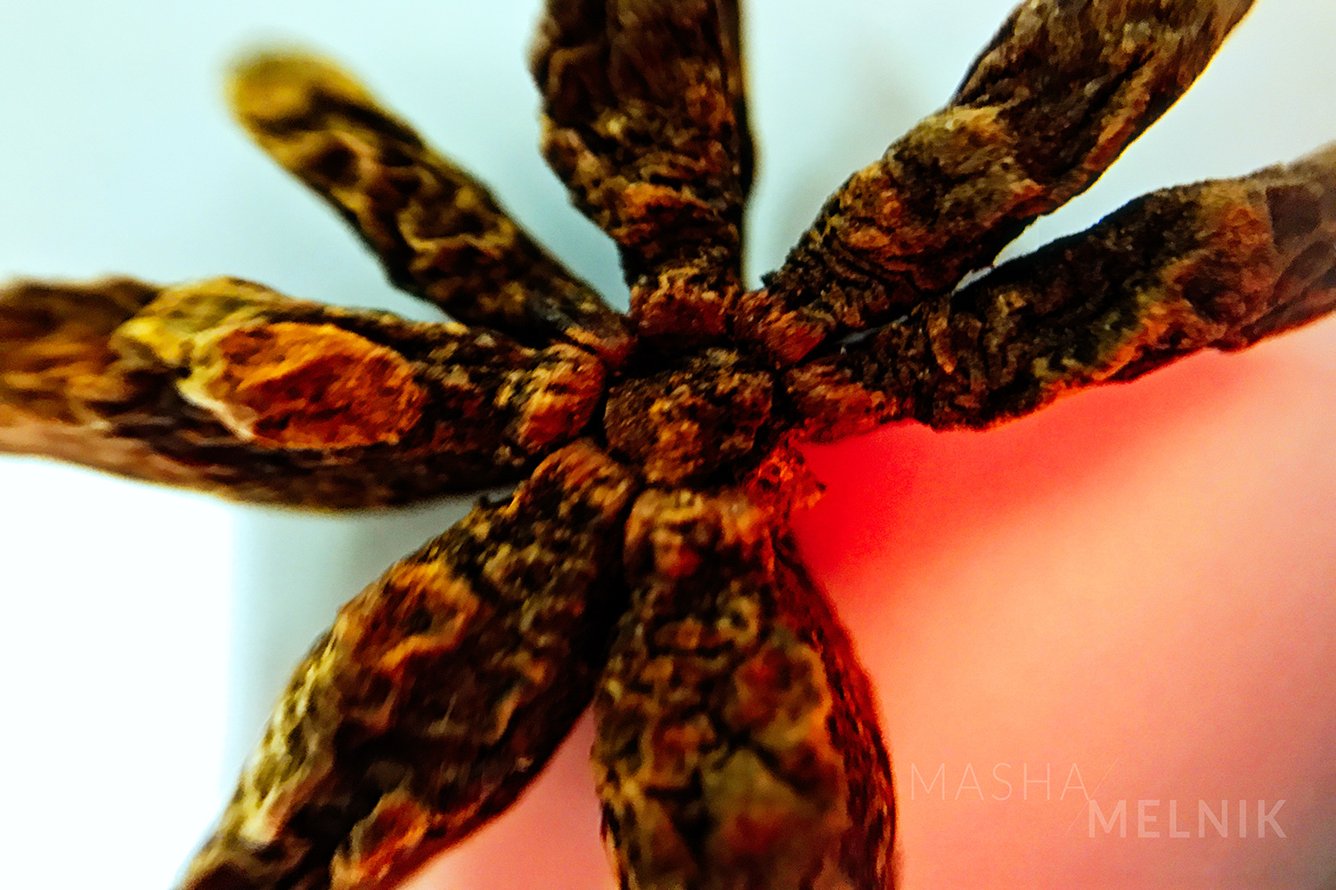 MELNIK_CHINATOWN_20173