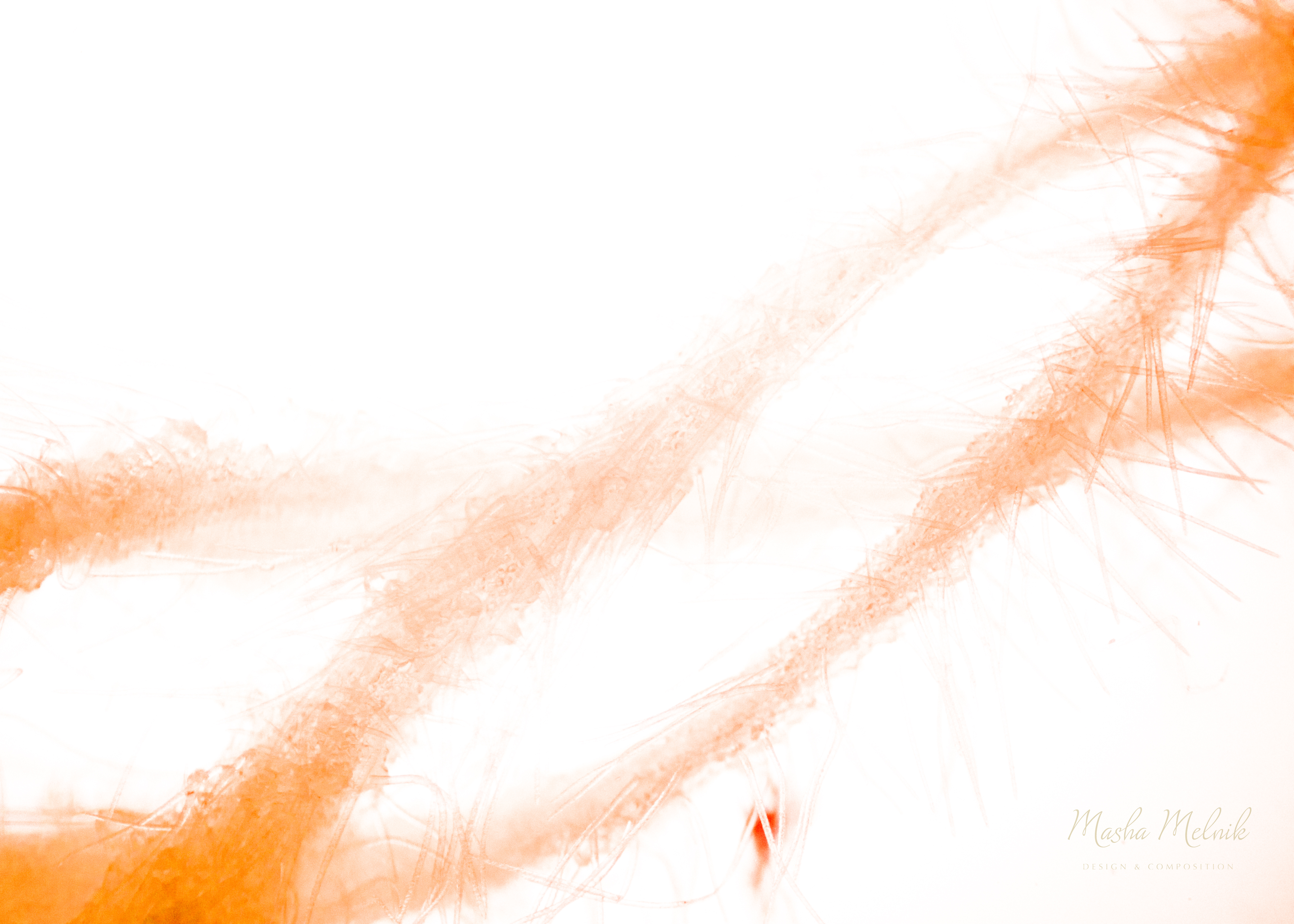 FLORA_FLOWER_MELNIK©2