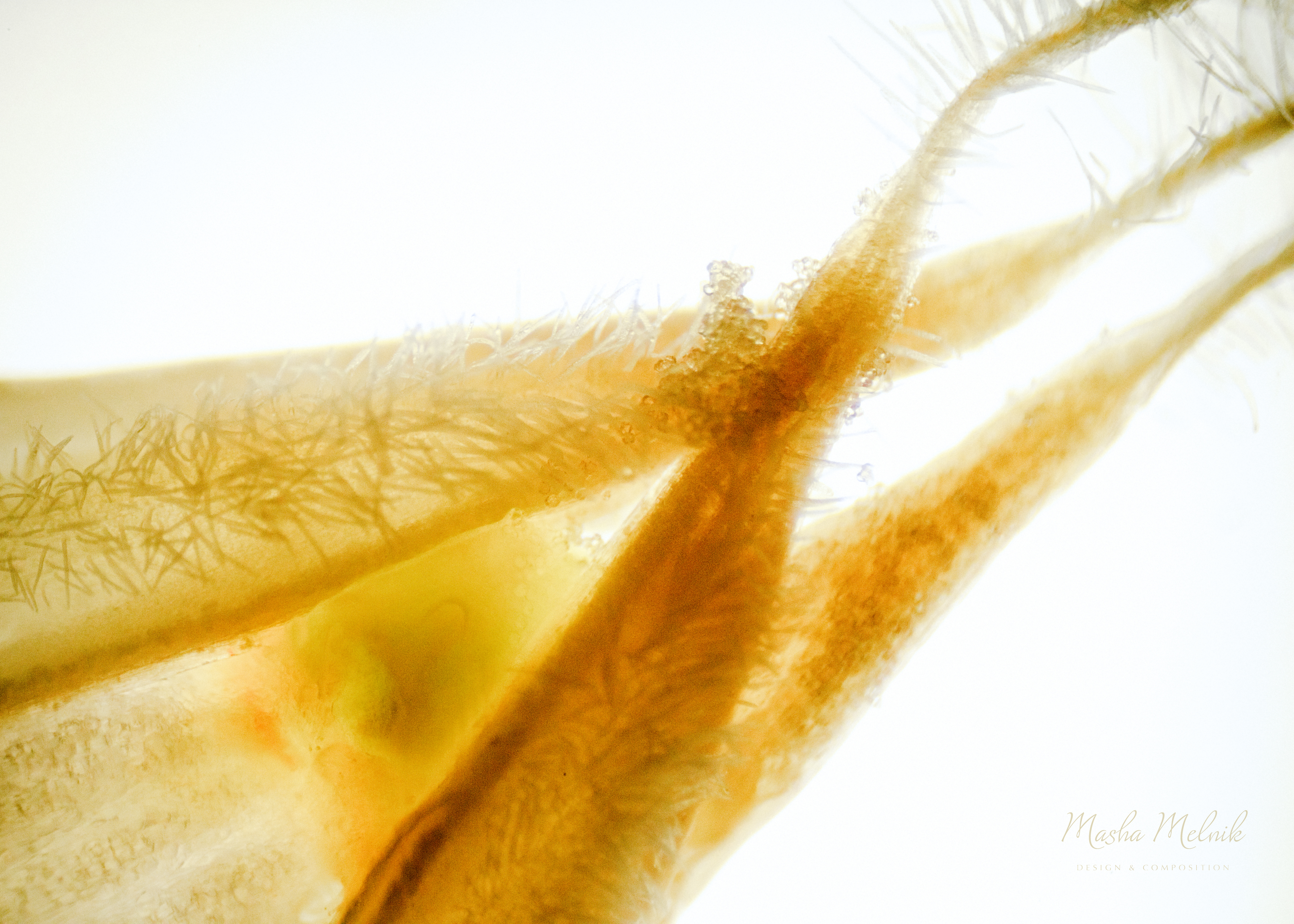 FLORA_FLOWER_MELNIK©3