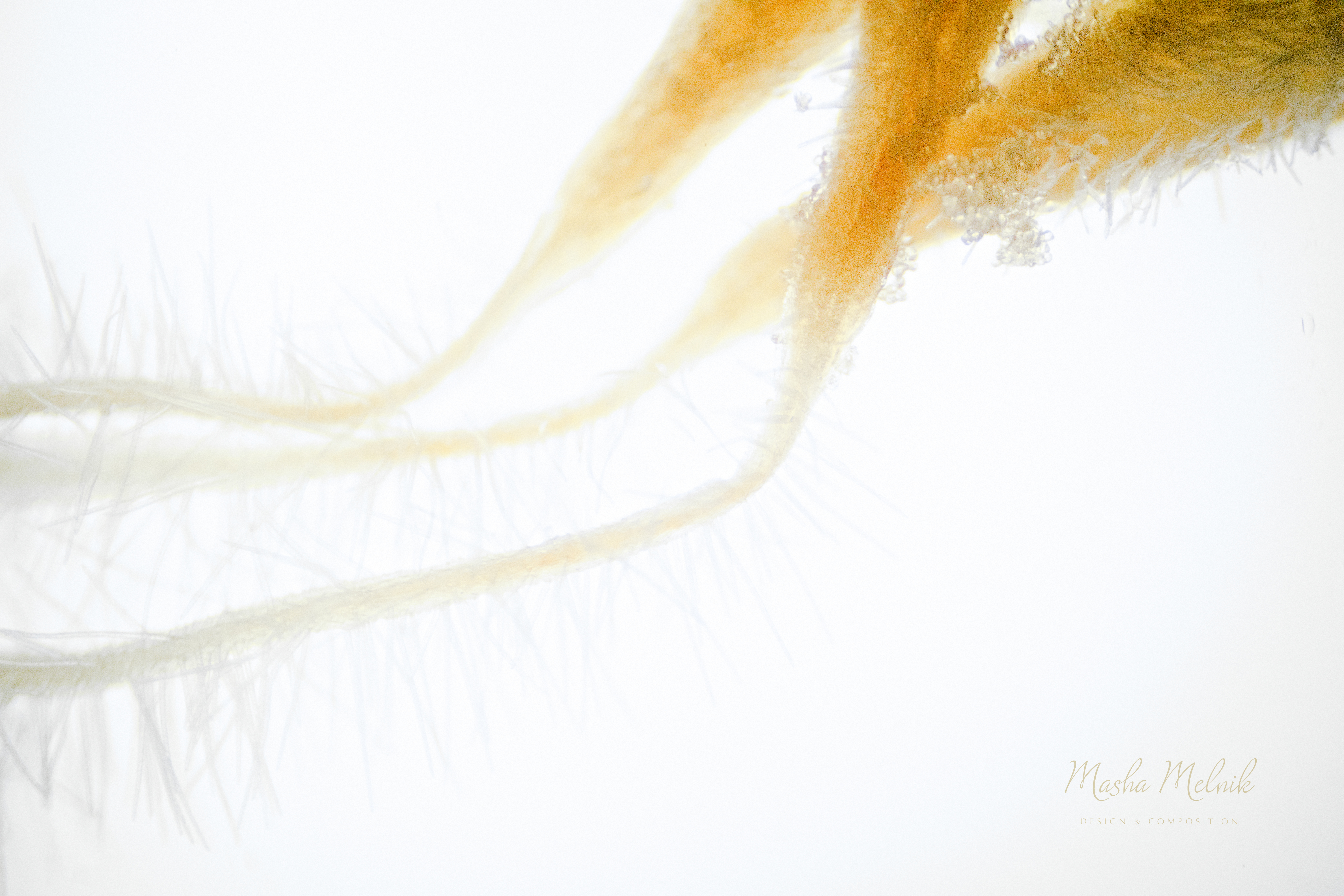 FLORA_FLOWER_MELNIK©4