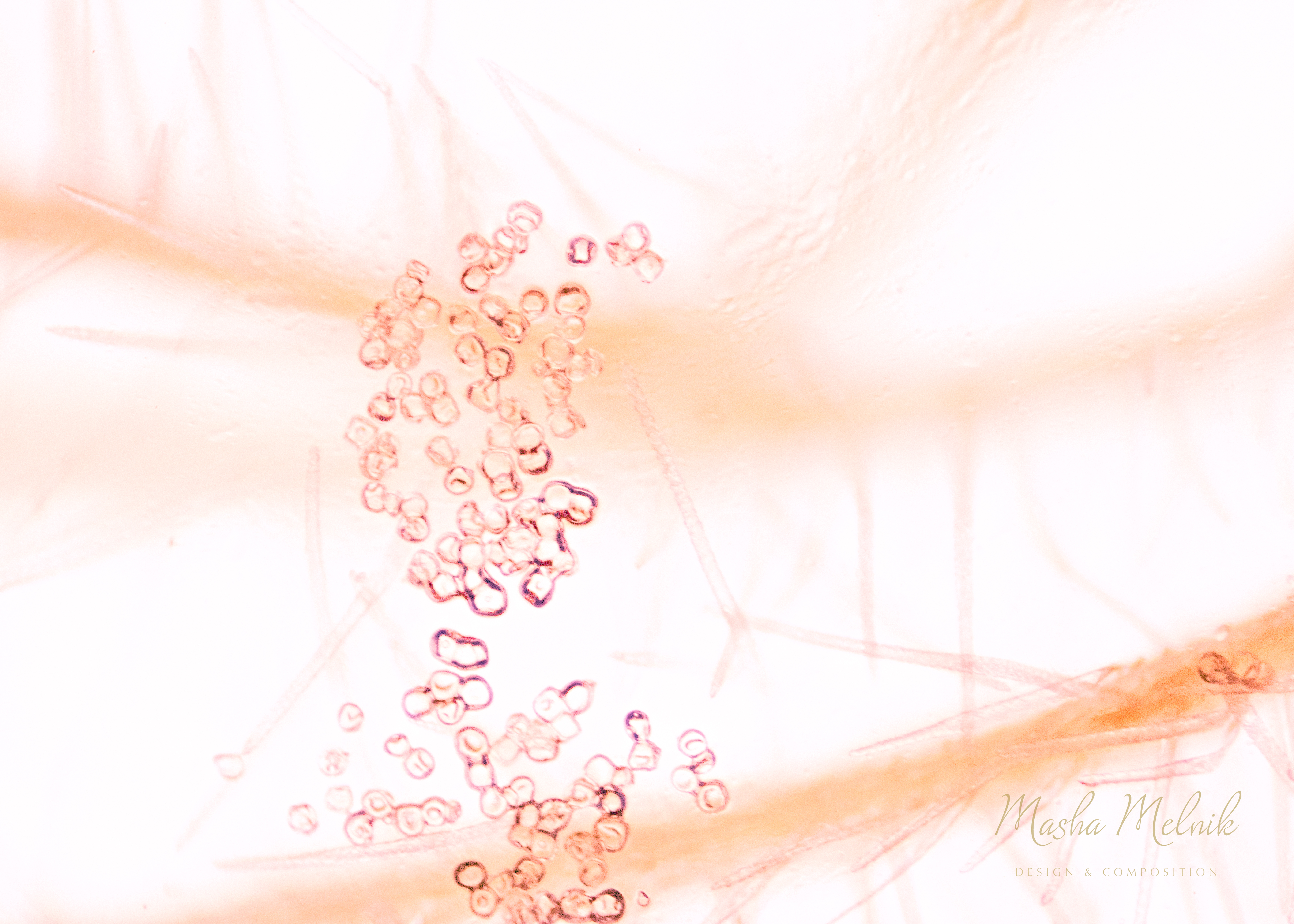 FLORA_FLOWER_MELNIK©5