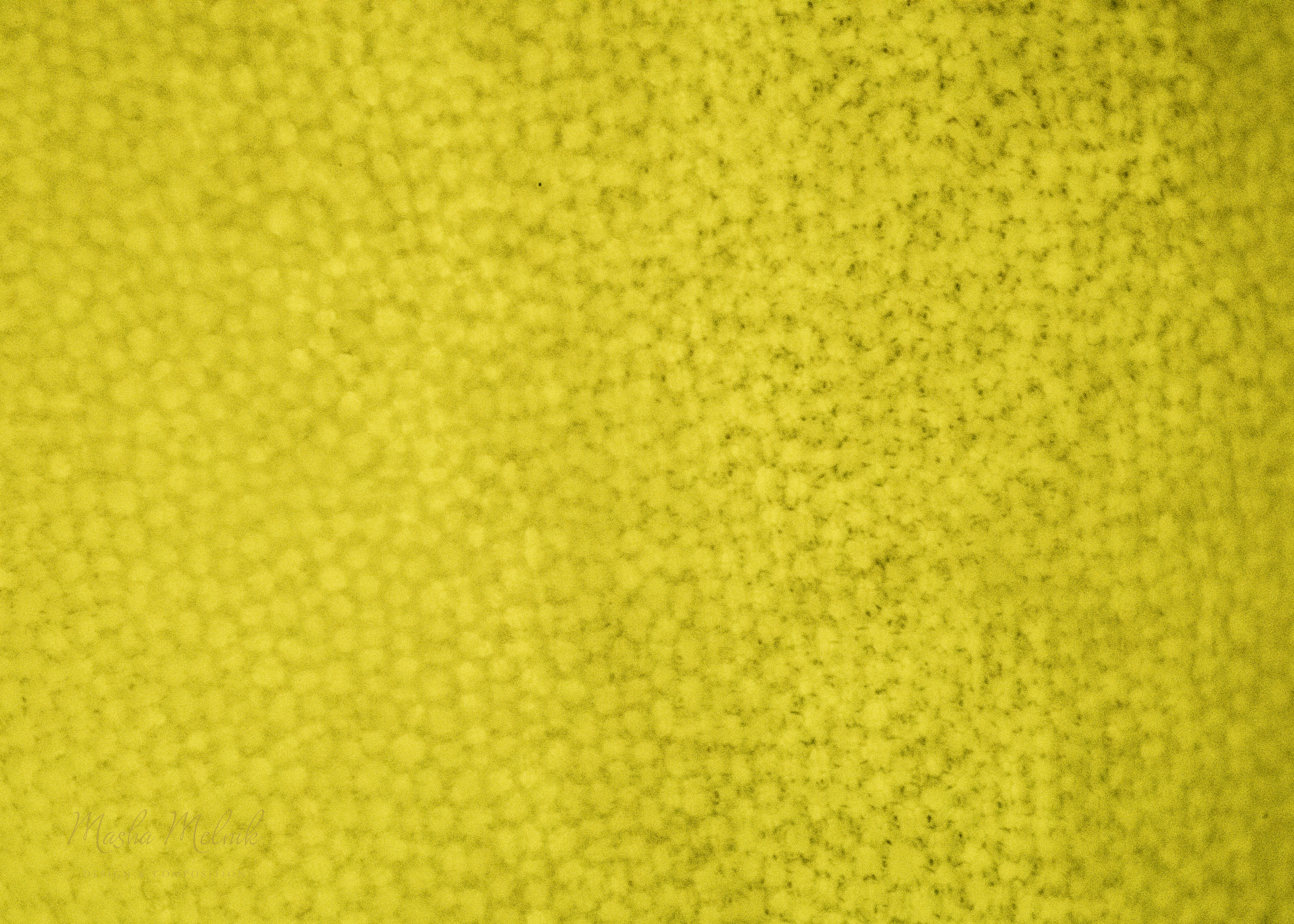 FLORA_RADISH_MELNIK©2