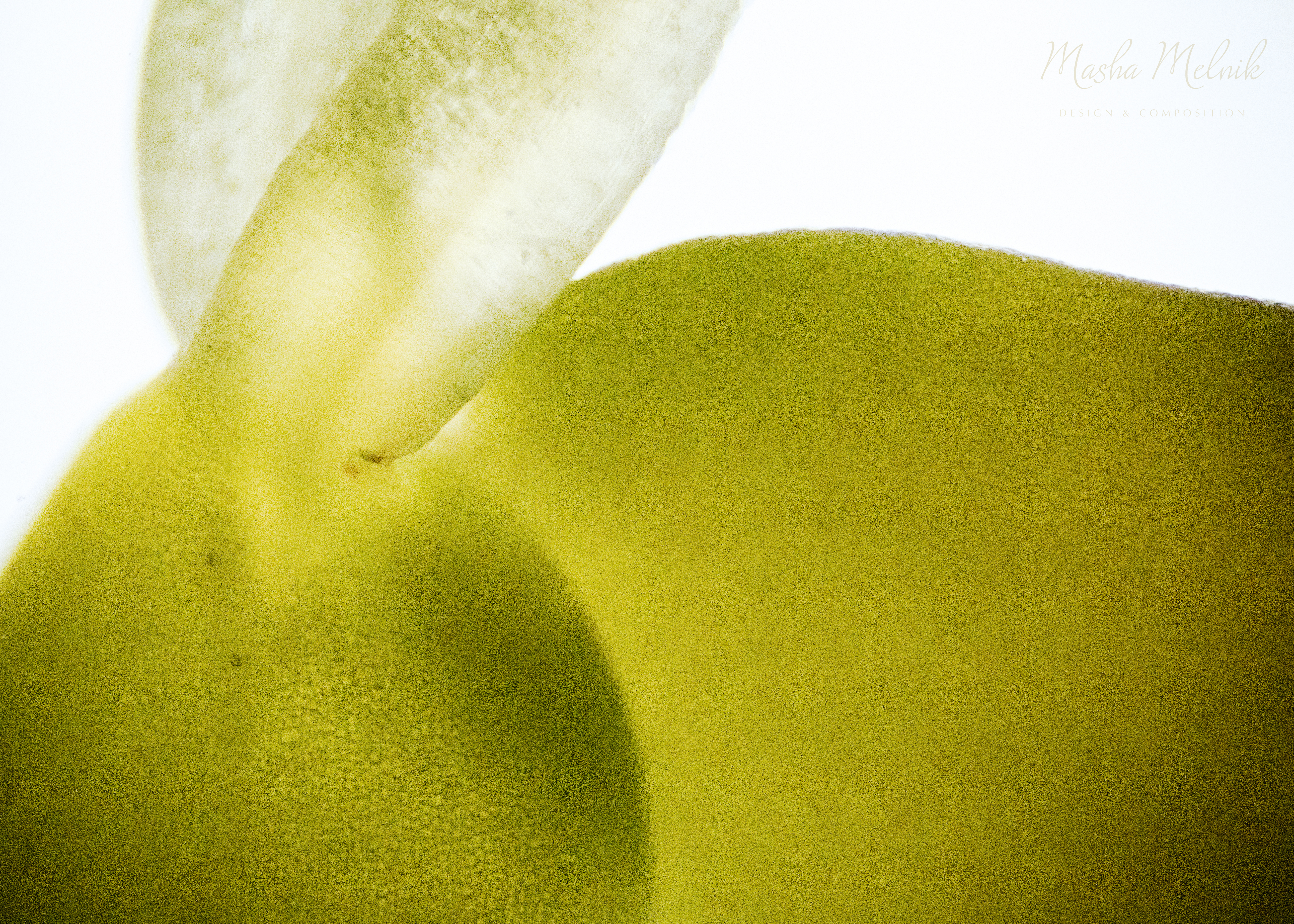 FLORA_RADISH_MELNIK©4