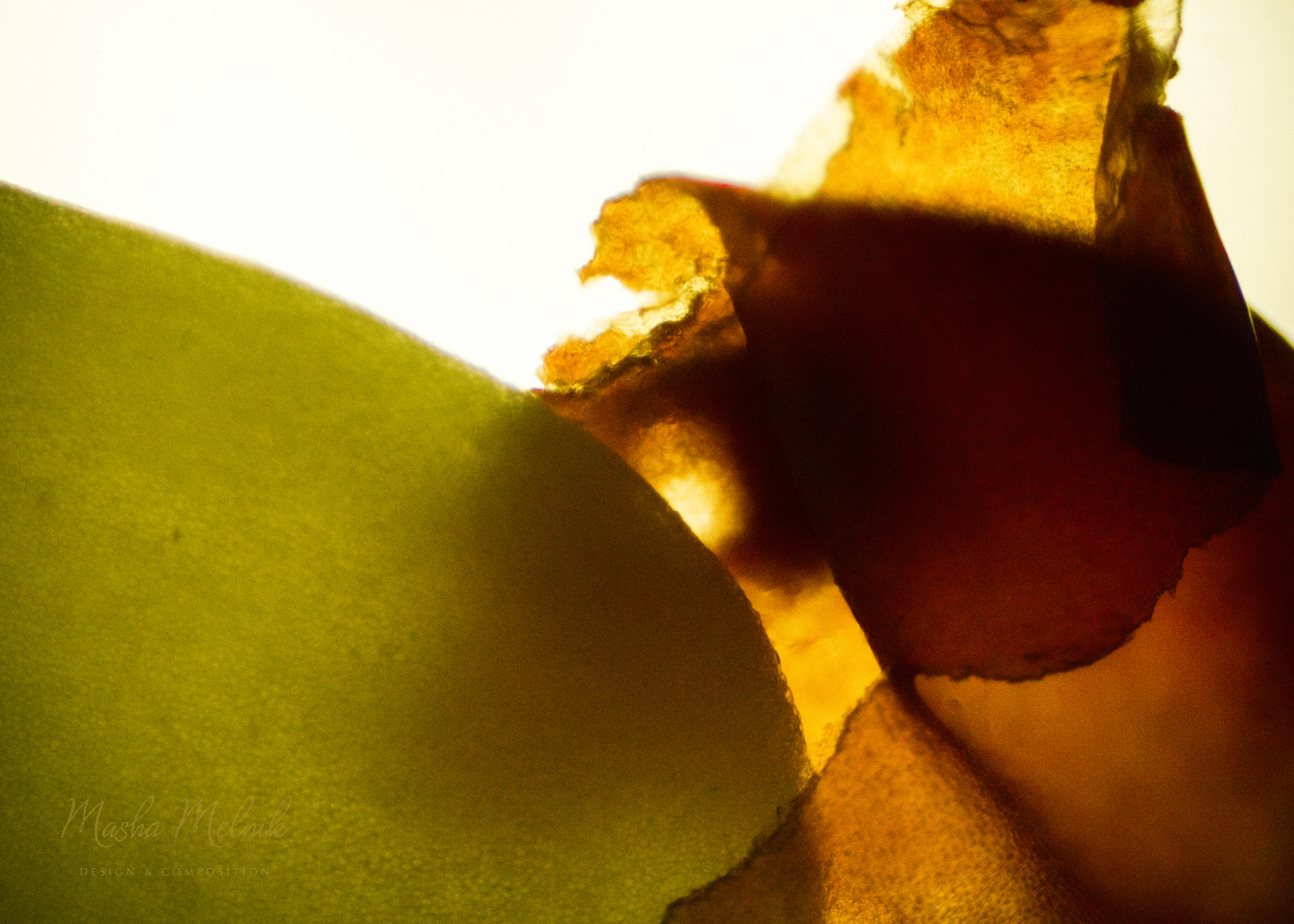 FLORA_RADISH_MELNIK©5