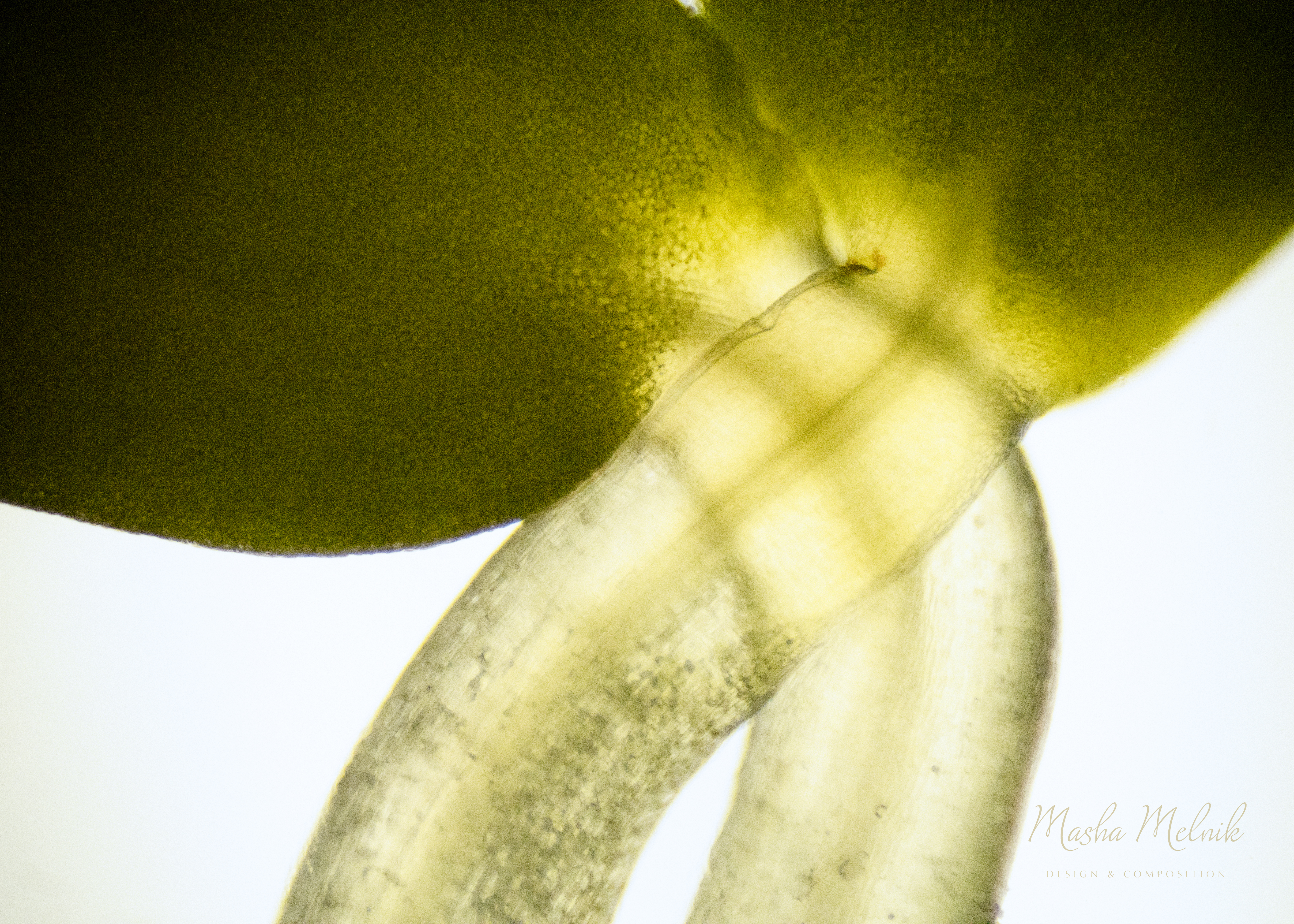 FLORA_RADISH_MELNIK©6