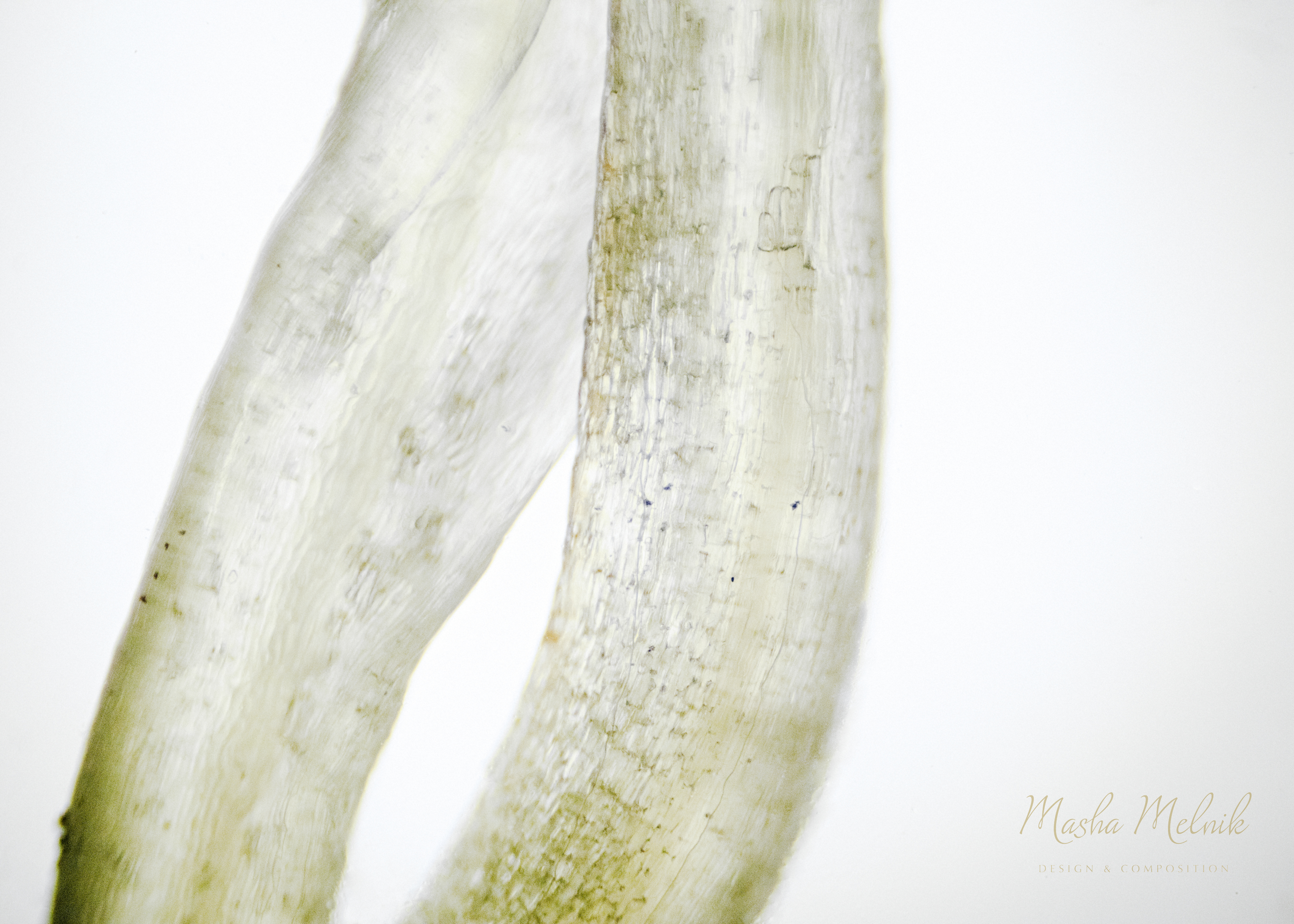 FLORA_RADISH_MELNIK©7