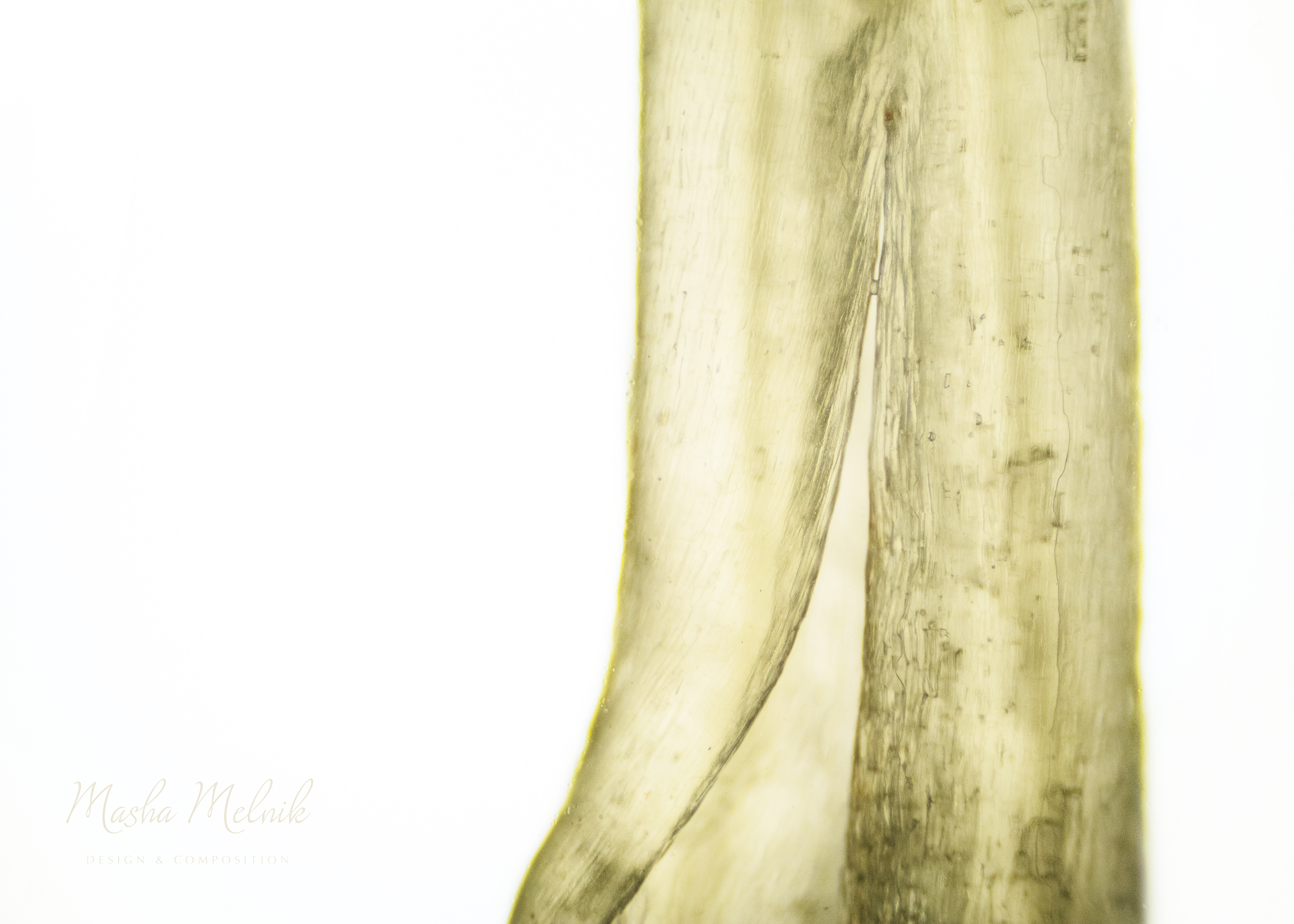 FLORA_RADISH_MELNIK©8