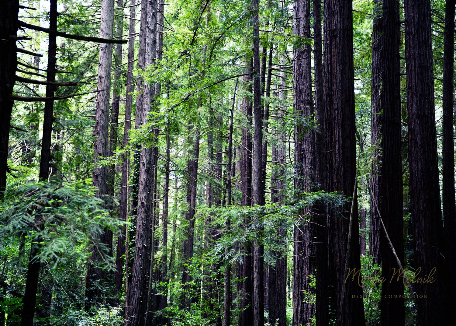 GREEN_GALLERY_MELNIK©1