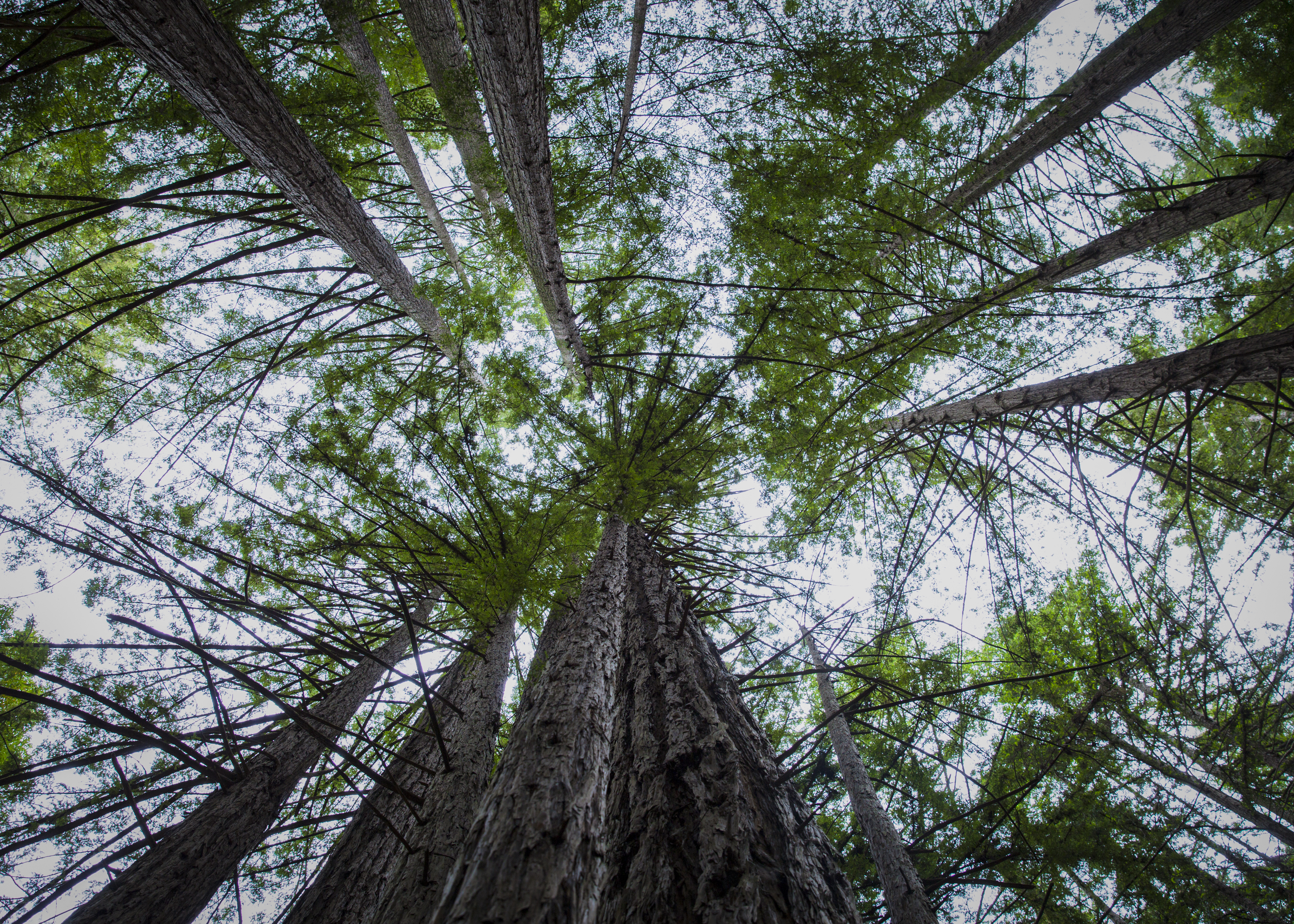 GREEN_GALLERY_MELNIK©2