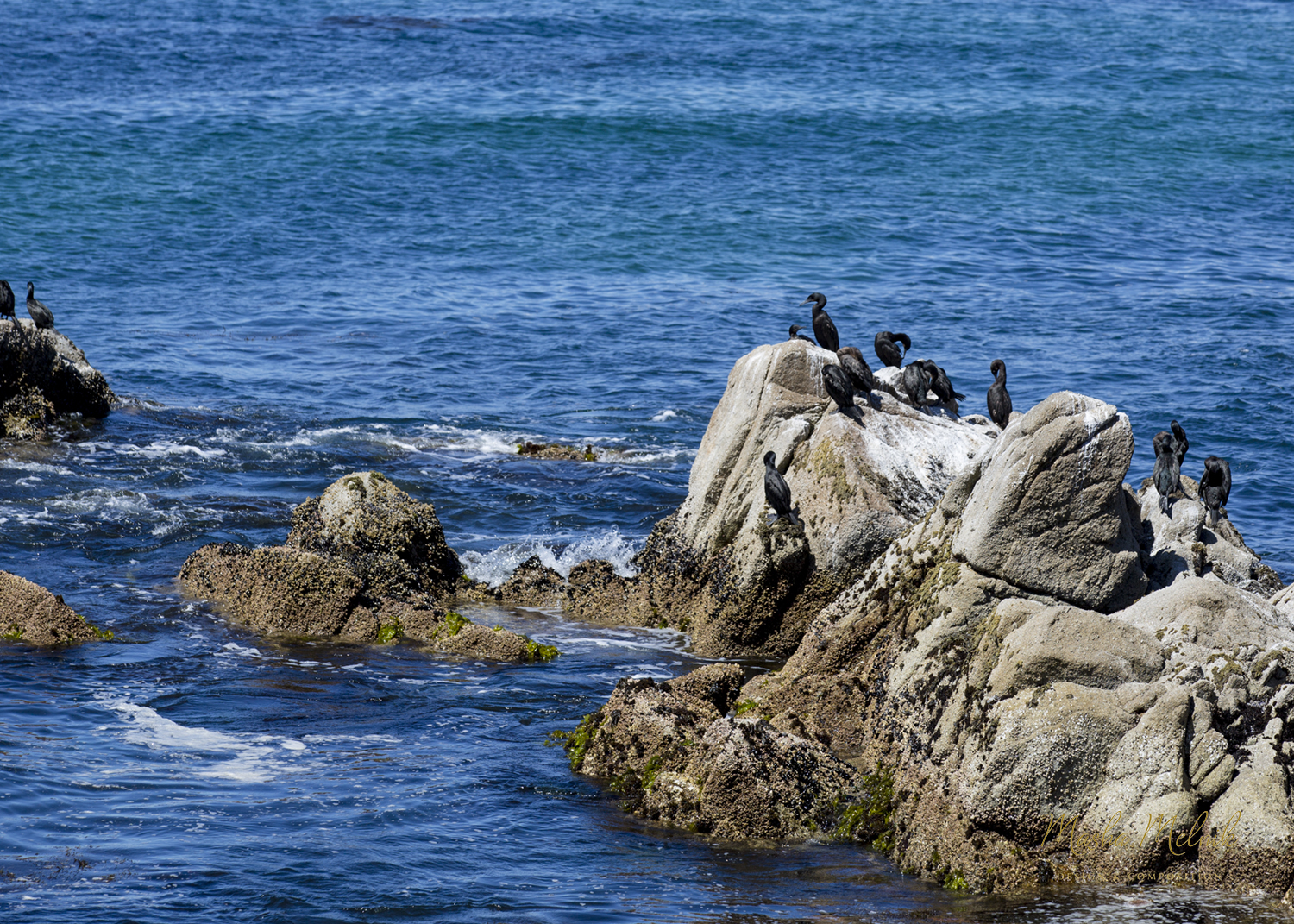 MONTEREY_MELNIK©_20165