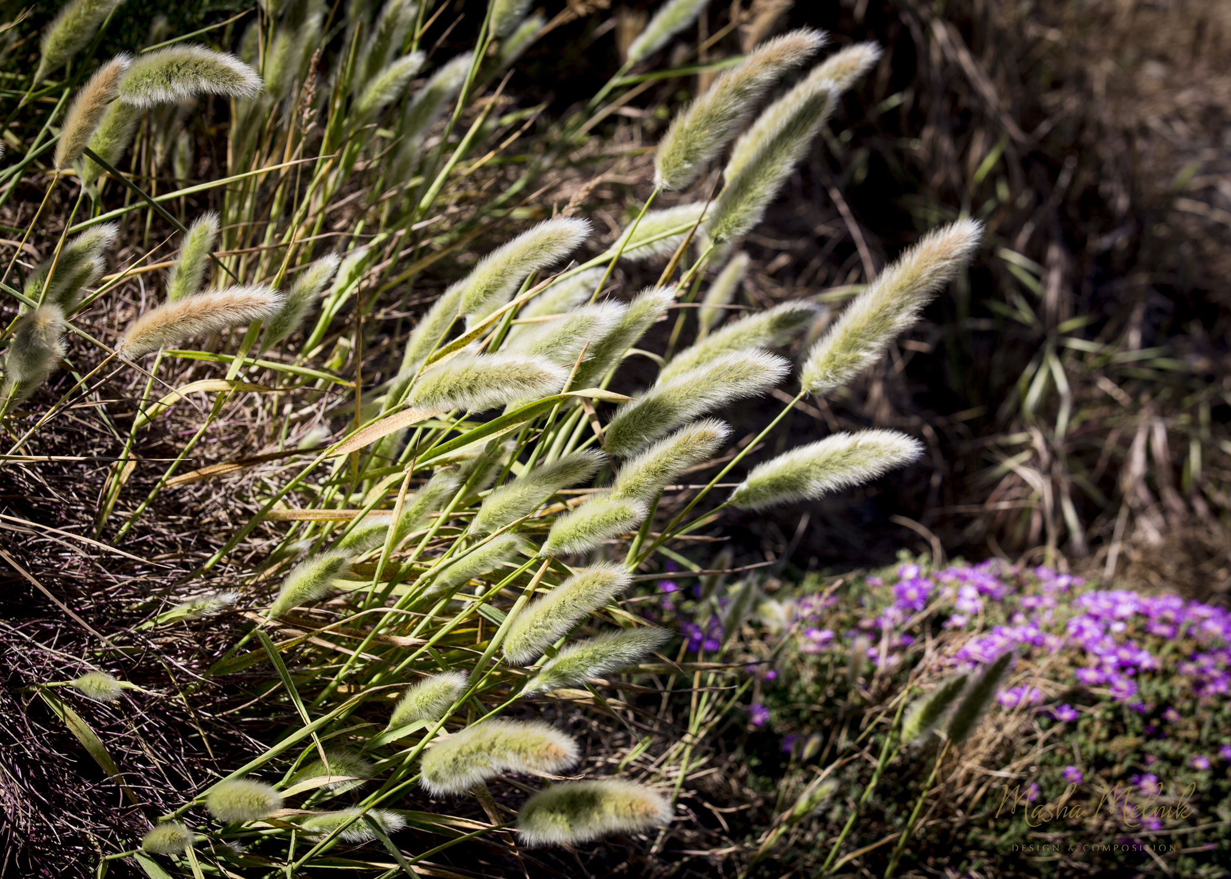 MONTEREY_MELNIK©_20166