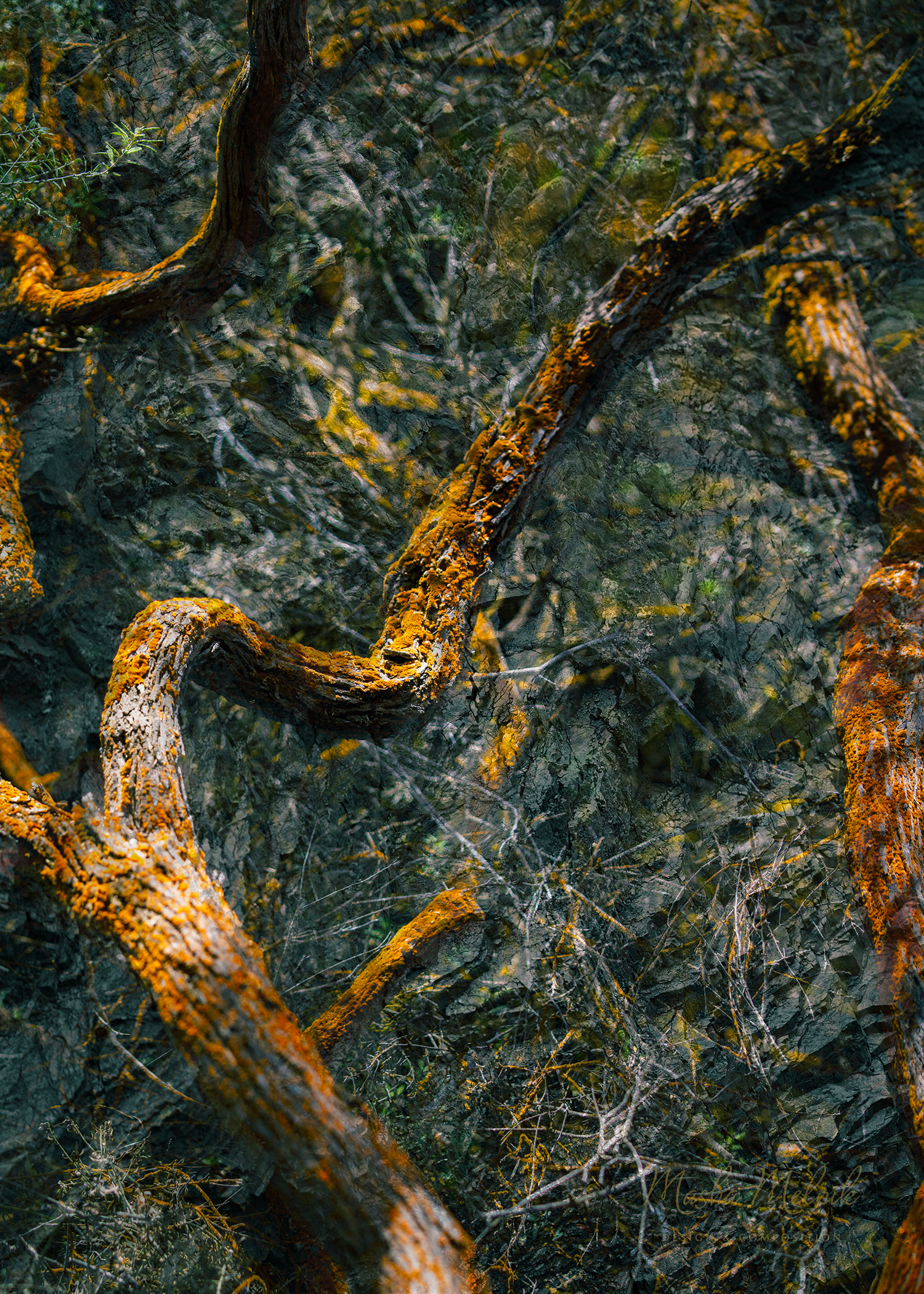 Melnik_treesstones_2