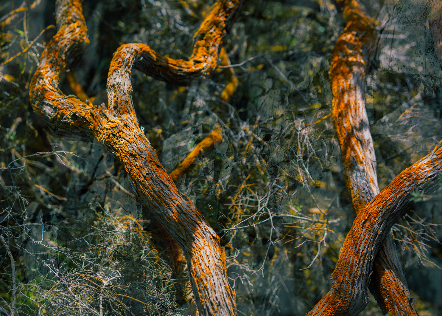 Melnik_treesstones_3