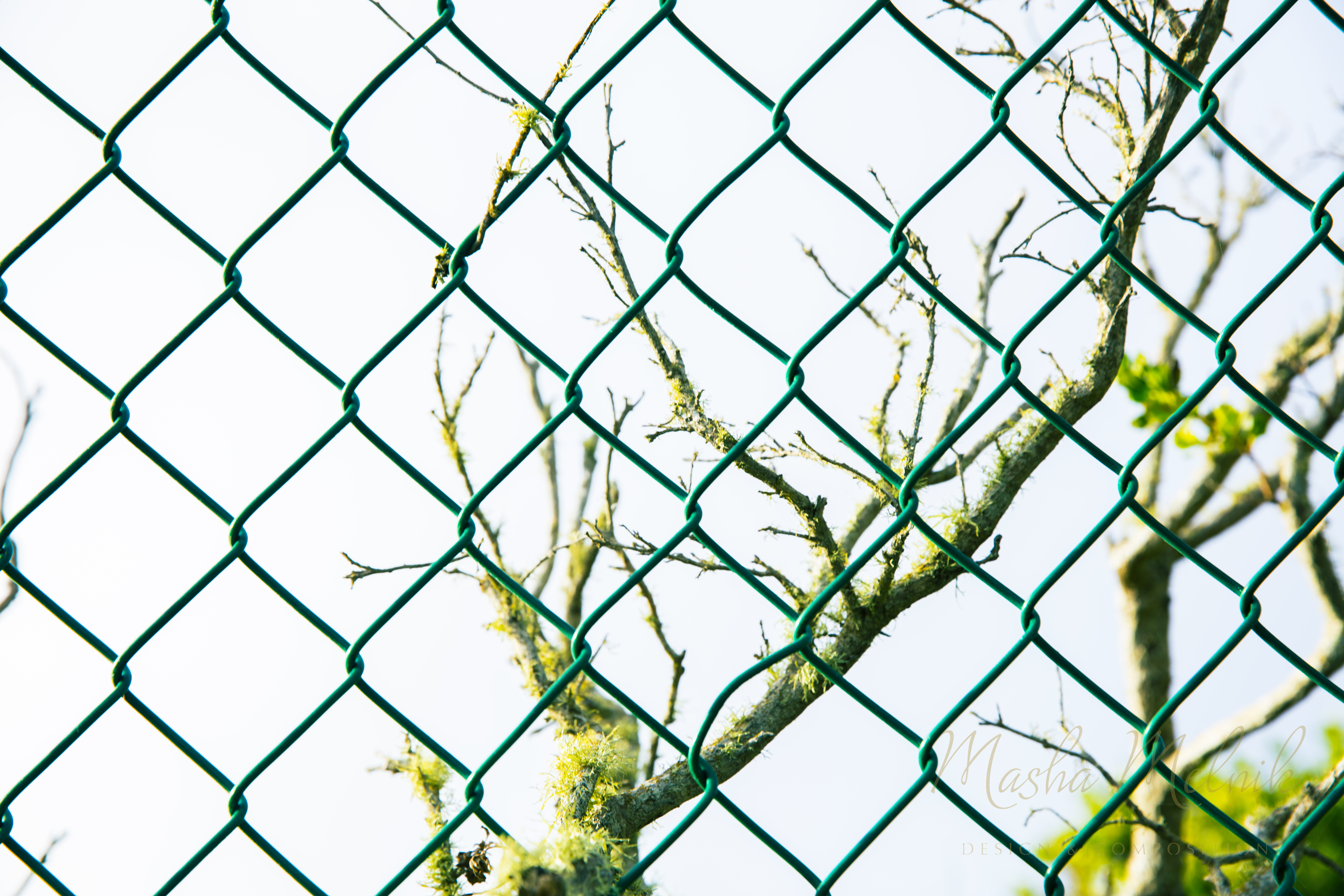 SPRING_CARMEL_2018_1