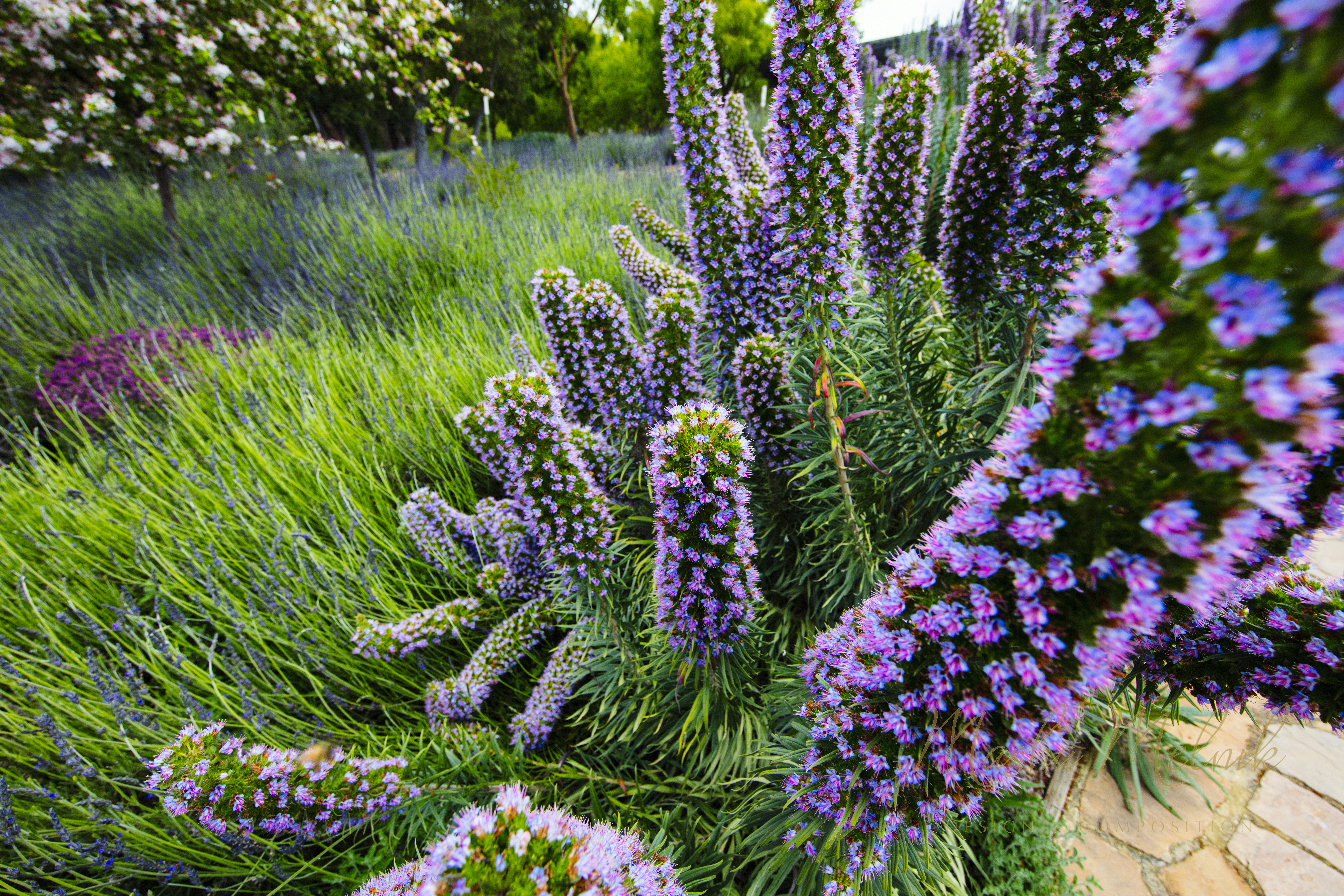 SPRING_CARMEL_2018_2