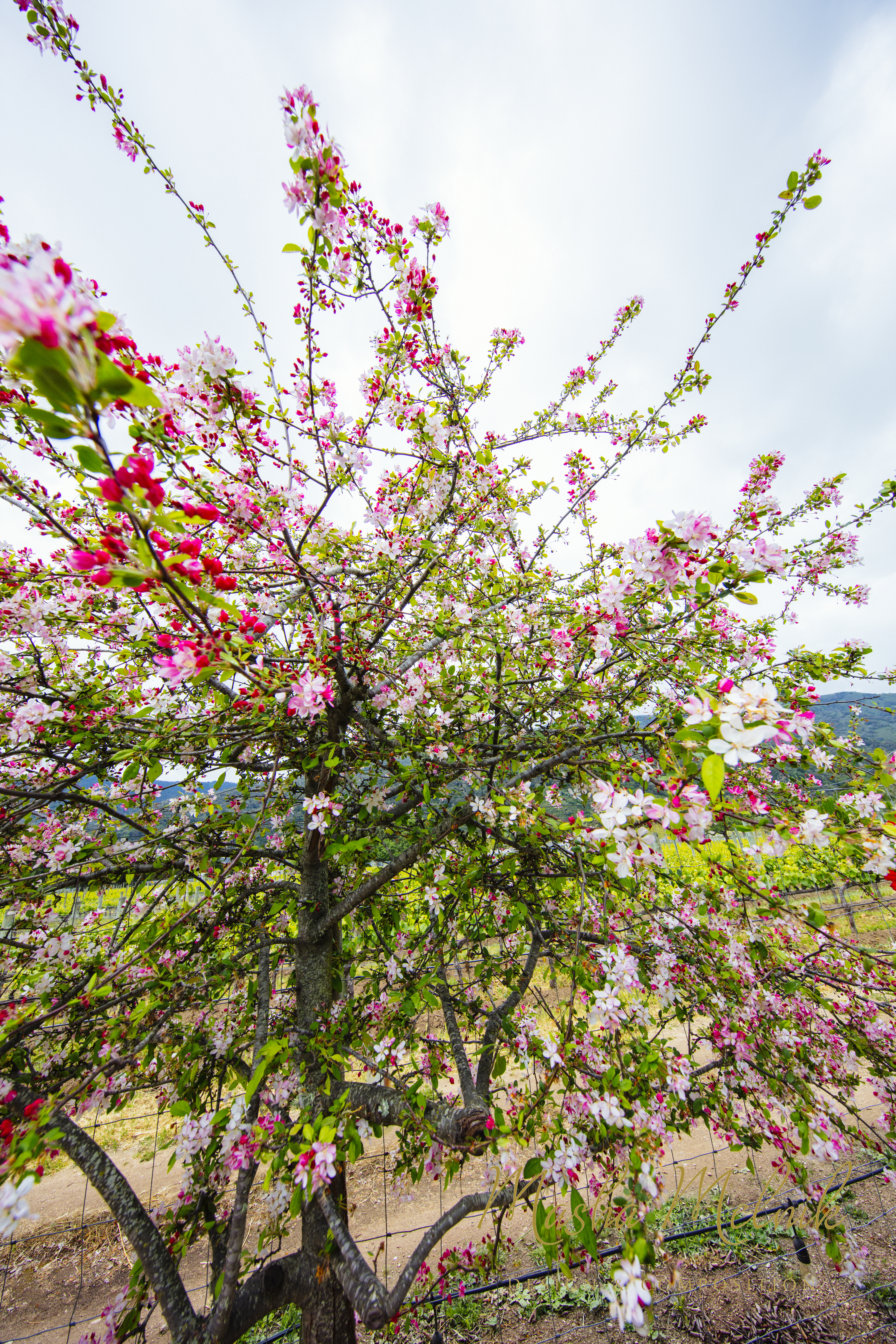 SPRING_CARMEL_2018_3