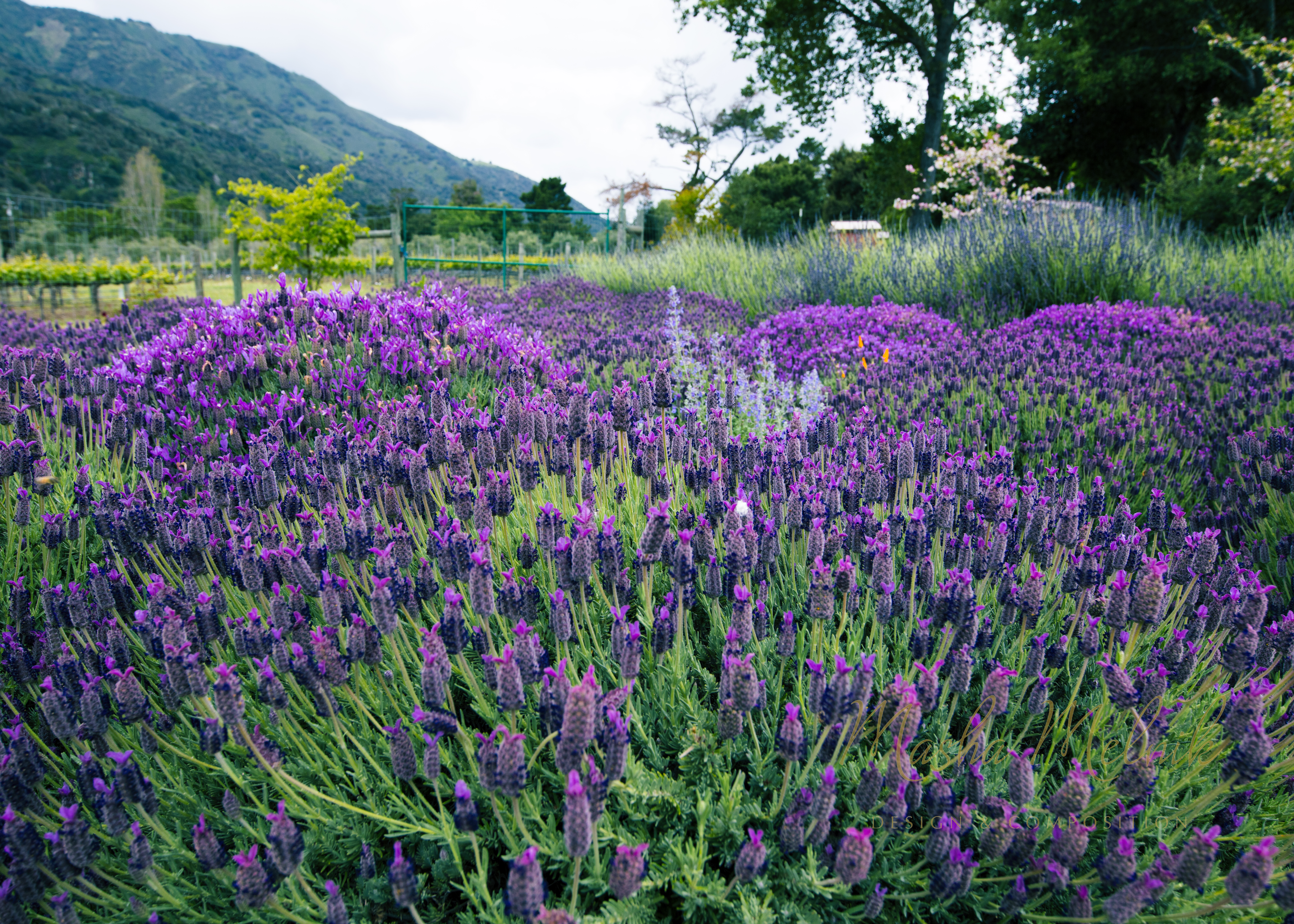 SPRING_CARMEL_2018_4