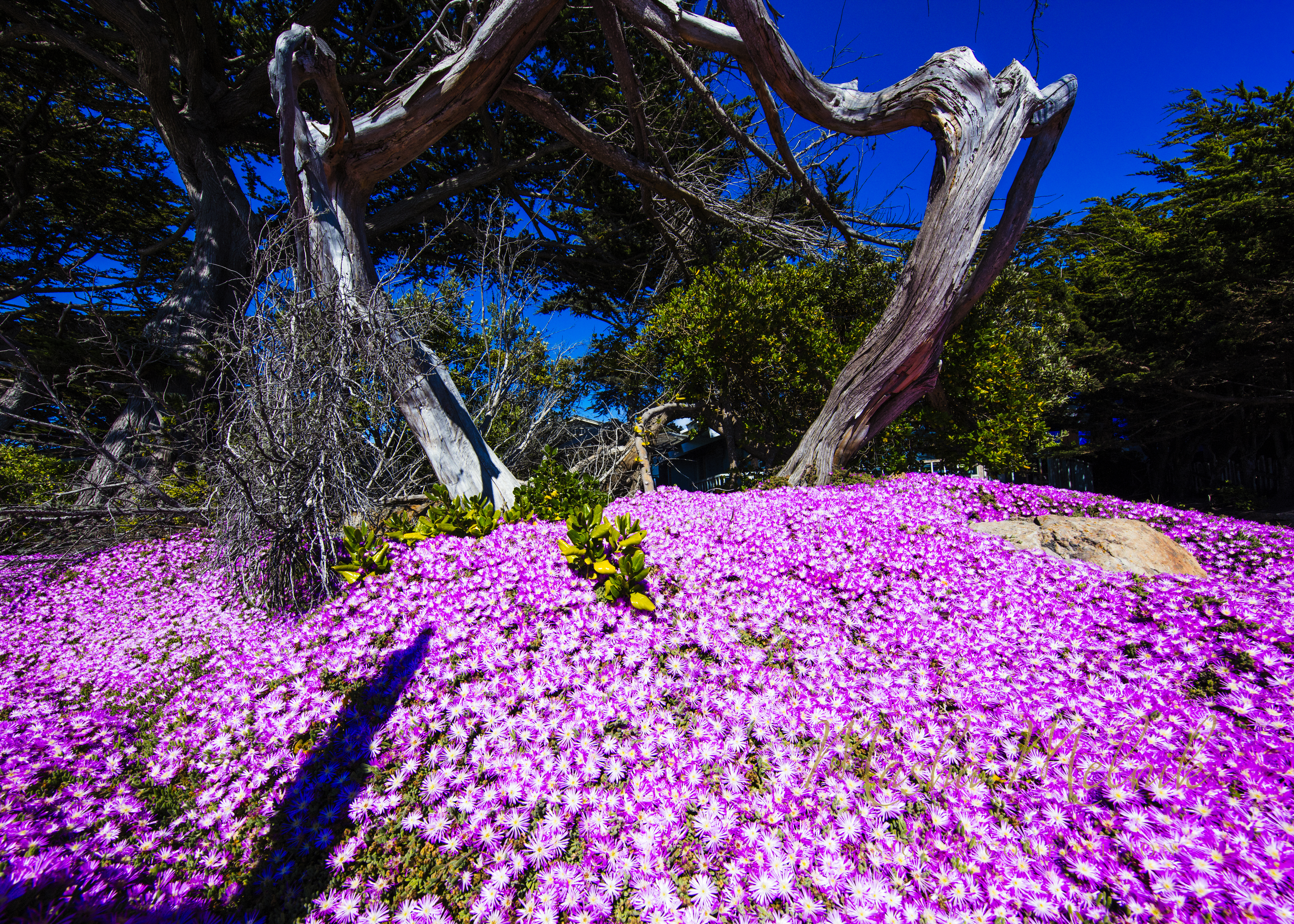 SPRING_CARMEL_2018_8