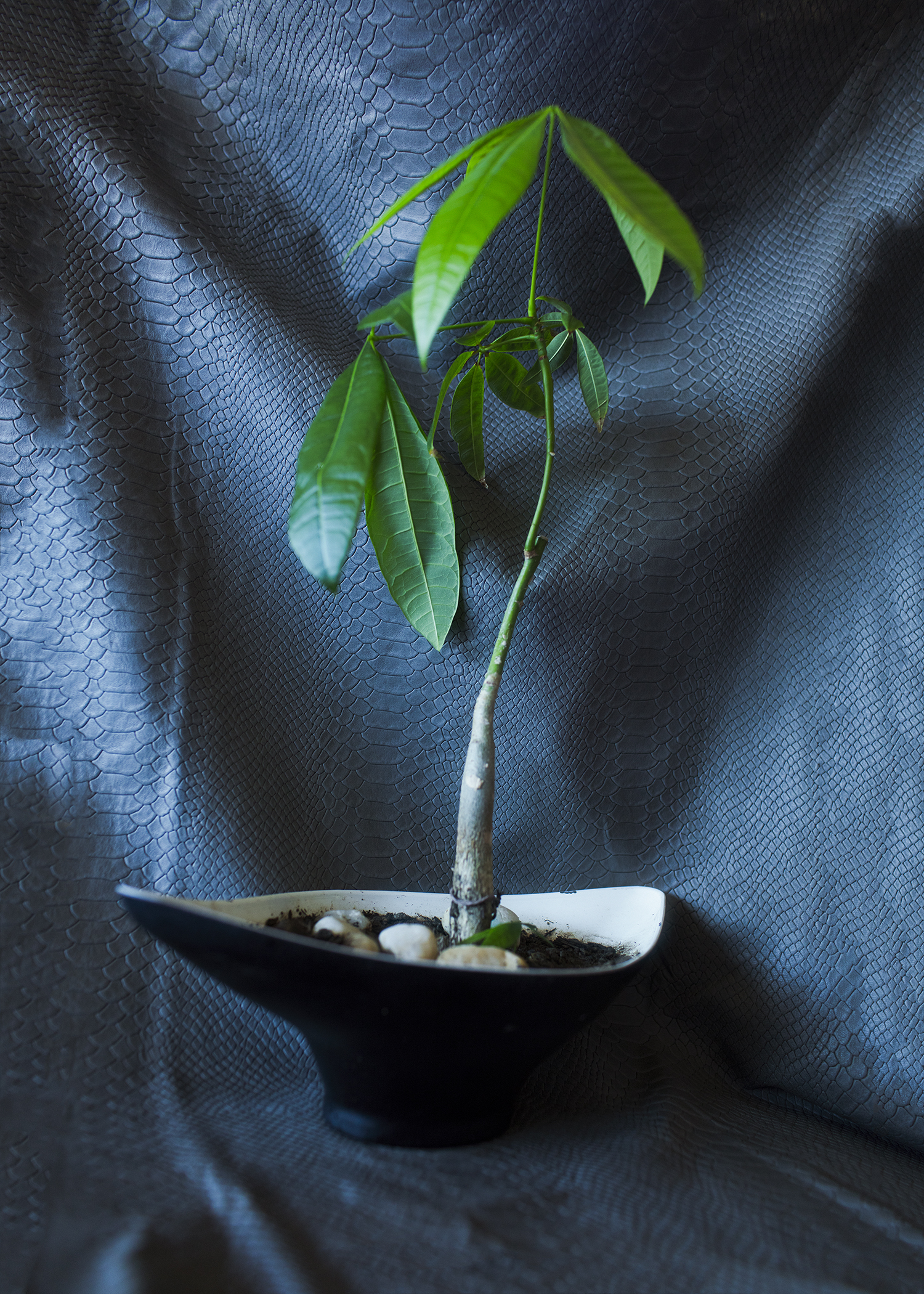 WAX&amp;PLANT_MELNIK_1